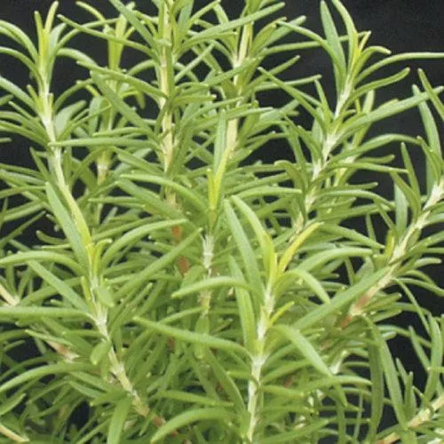 Silver Edge Thyme