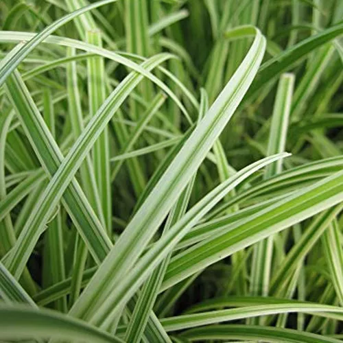 Silver Sceptre Sedge Grass