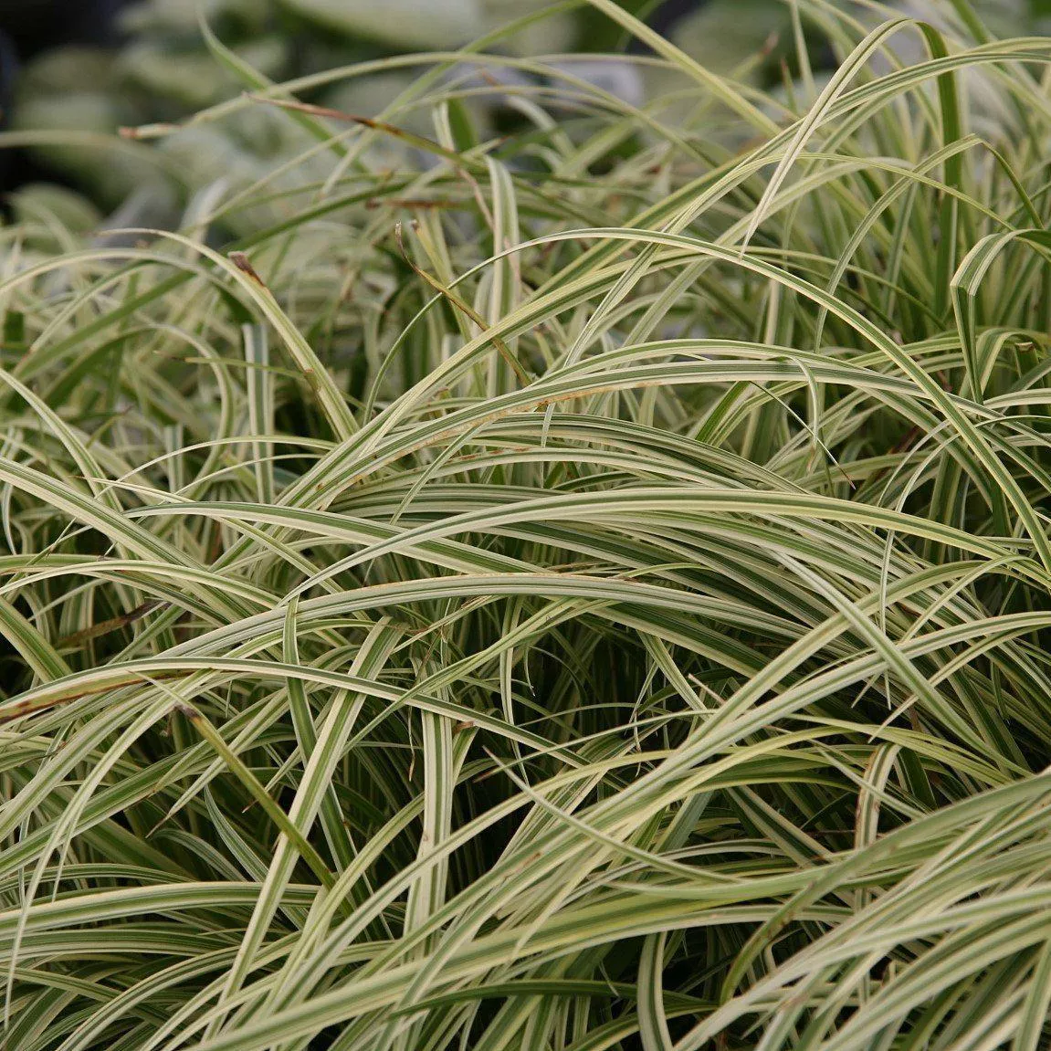 Silver Sceptre Sedge