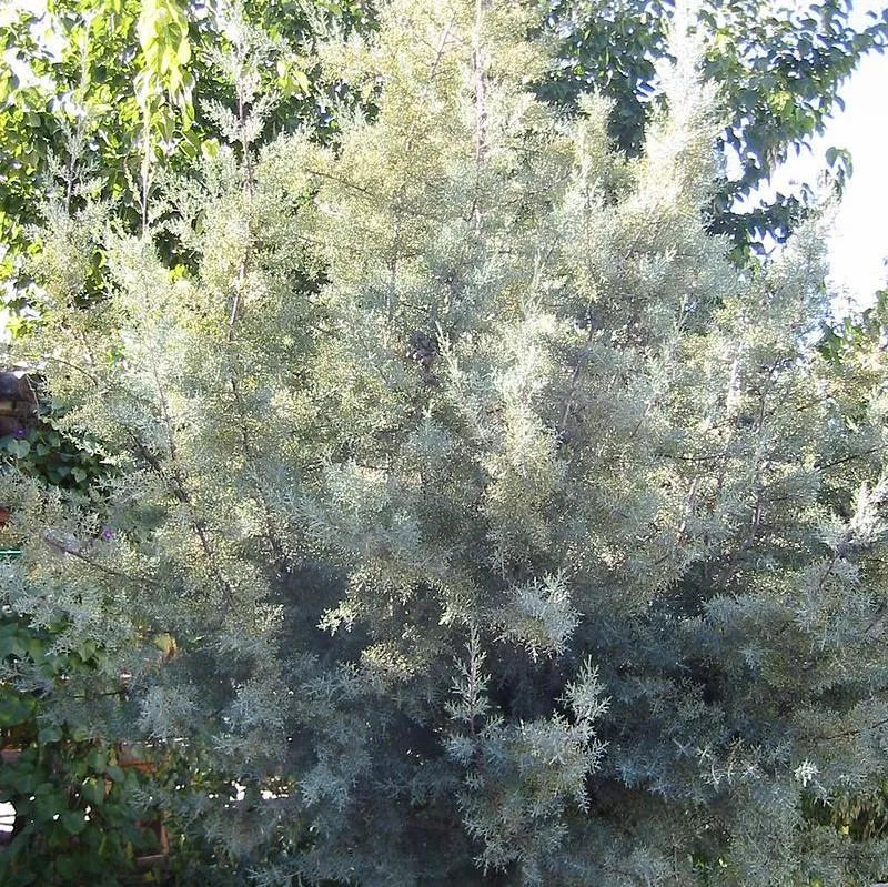 Silver Smoke Arizona Cypress