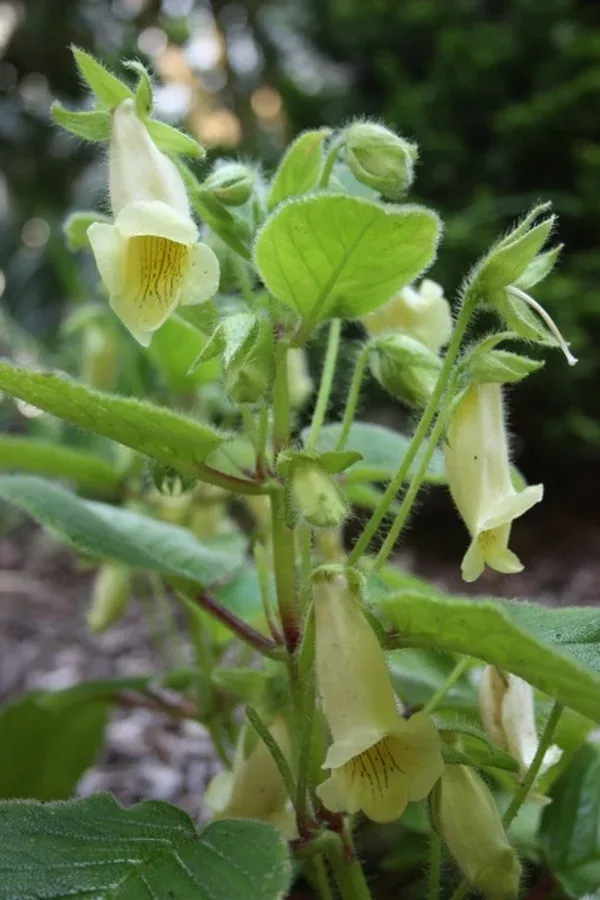 Sinningia conspicua