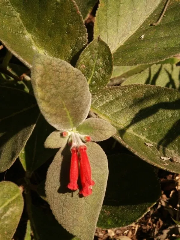 Sinningia leucotricha
