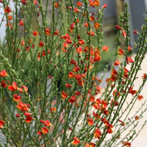 Sister Redhead Scotch Broom