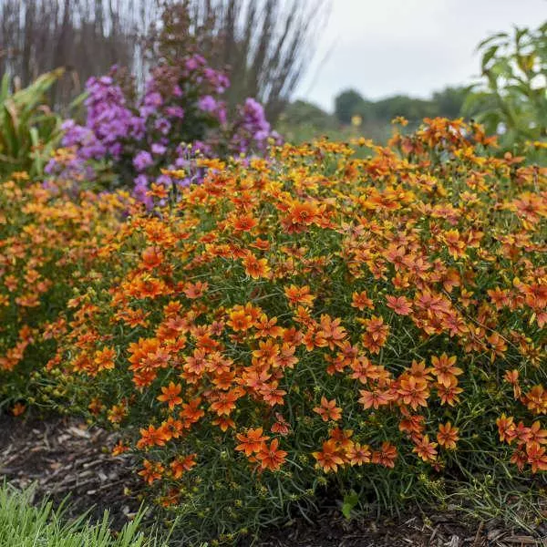 Sizzle & Spice Crazy Cayenne Coreopsis