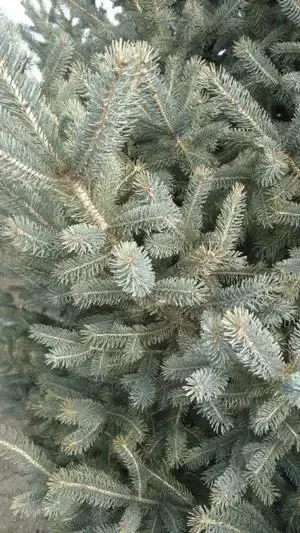 Skinny Blue Genes Spruce