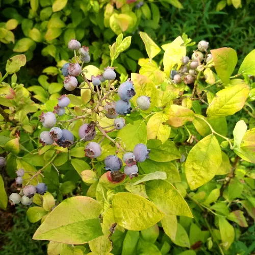 Sky Dew™ Gold Blueberry