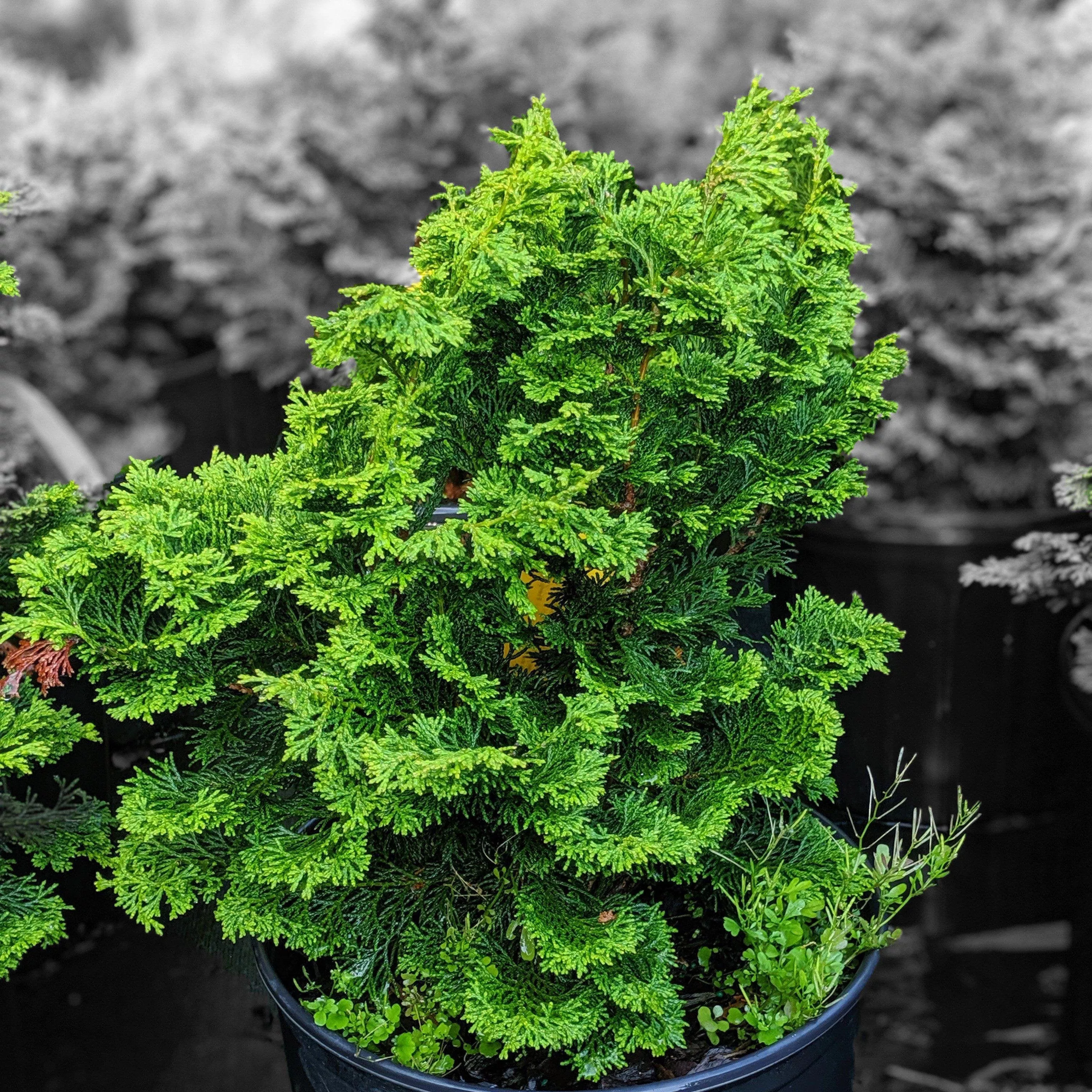 Slender Hinoki False Cypress