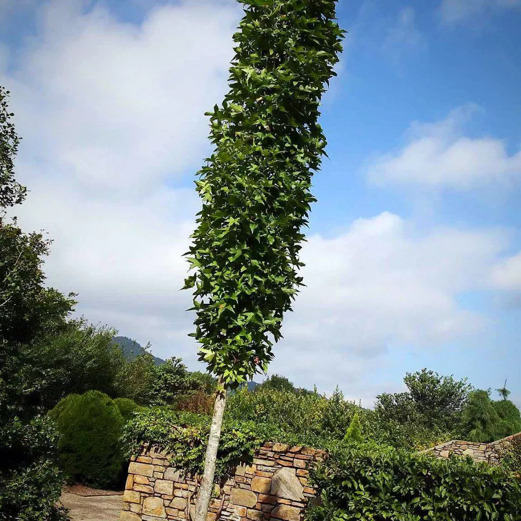 Slender Silhouette Sweetgum