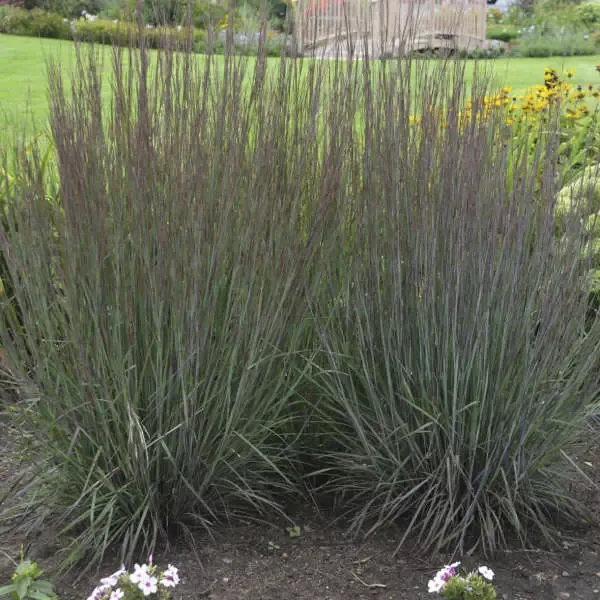 Smoke Signal Bluestem Grass