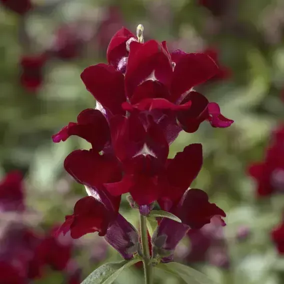 Snaptini™ Red Dwarf Snapdragon