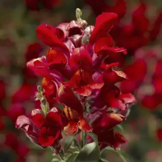 Snaptini™ Scarlet Dwarf Snapdragon
