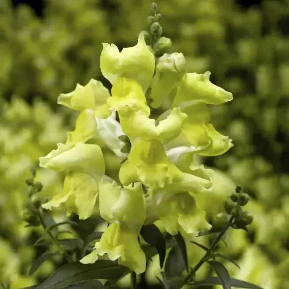 Snaptini™ Yellow Dwarf Snapdragon