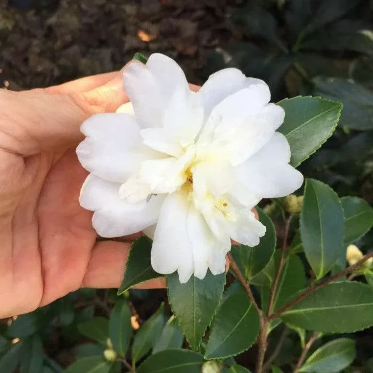 Snow Flurry Camellia