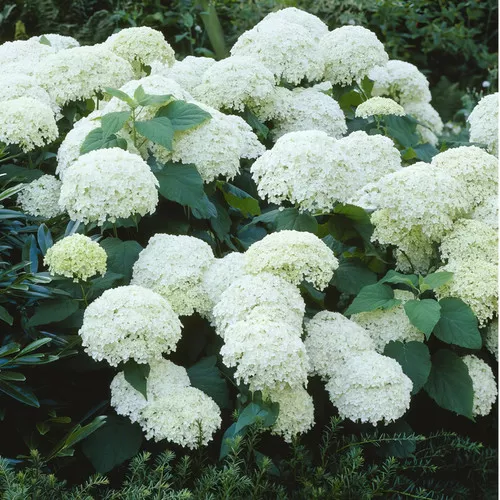 Snow Storm Hydrangea