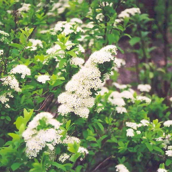Snowmound Nippon Spirea