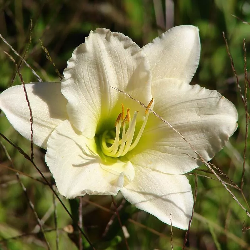 Snowy Apparition Daylily