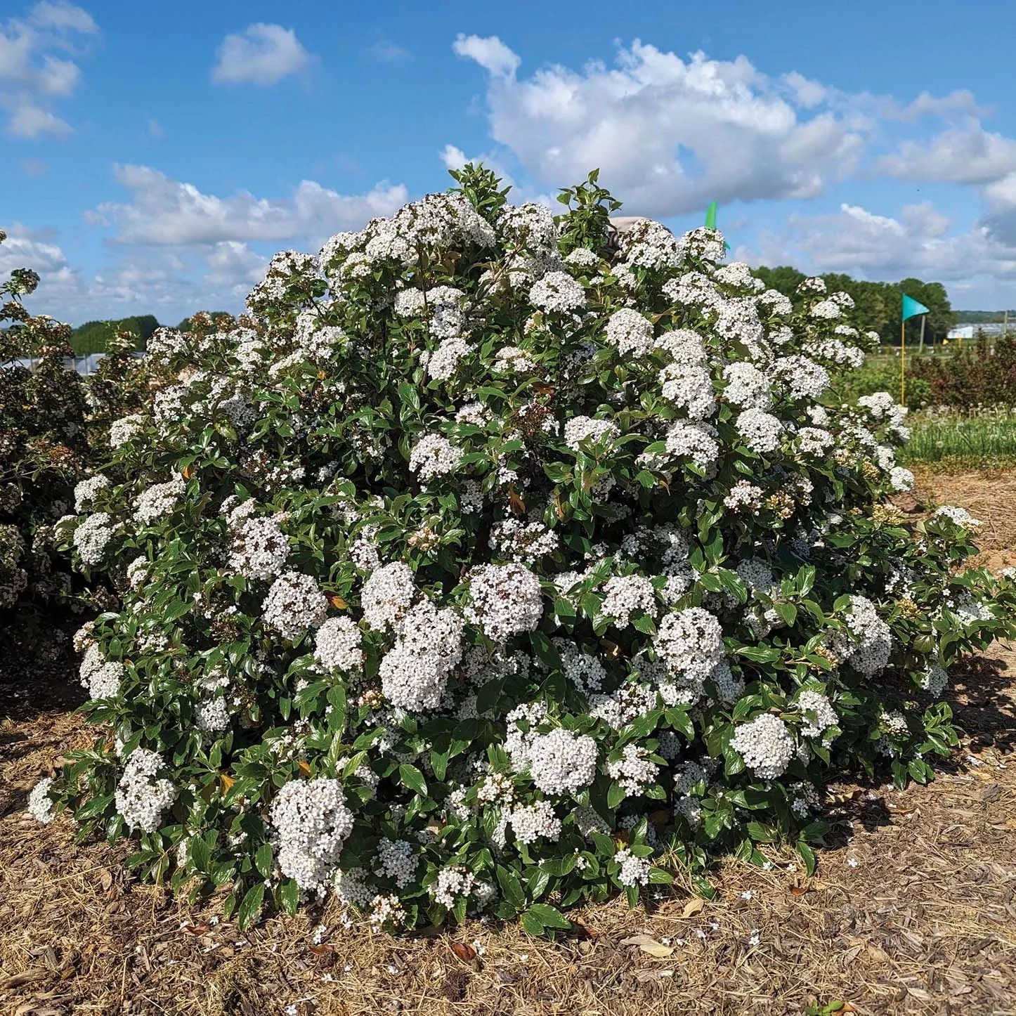 Snowy River™ Viburnum