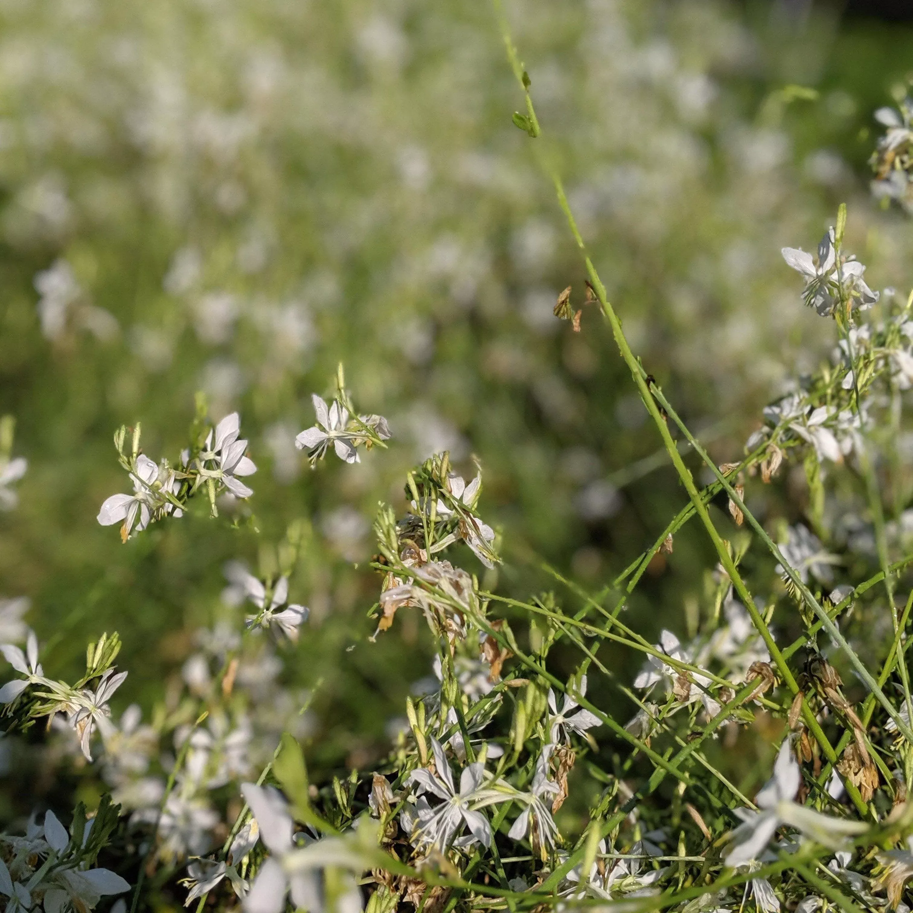 So White Anise-Scented Sage