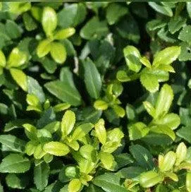 Soft Touch Japanese Holly
