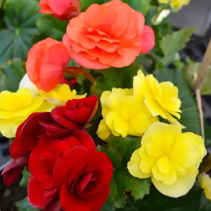 Solenia Mixed Begonia