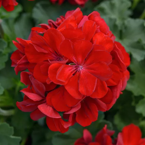Solera™ Dark Red Geranium