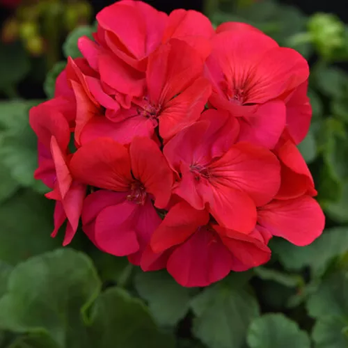 Solera™ Fuchsia Geranium