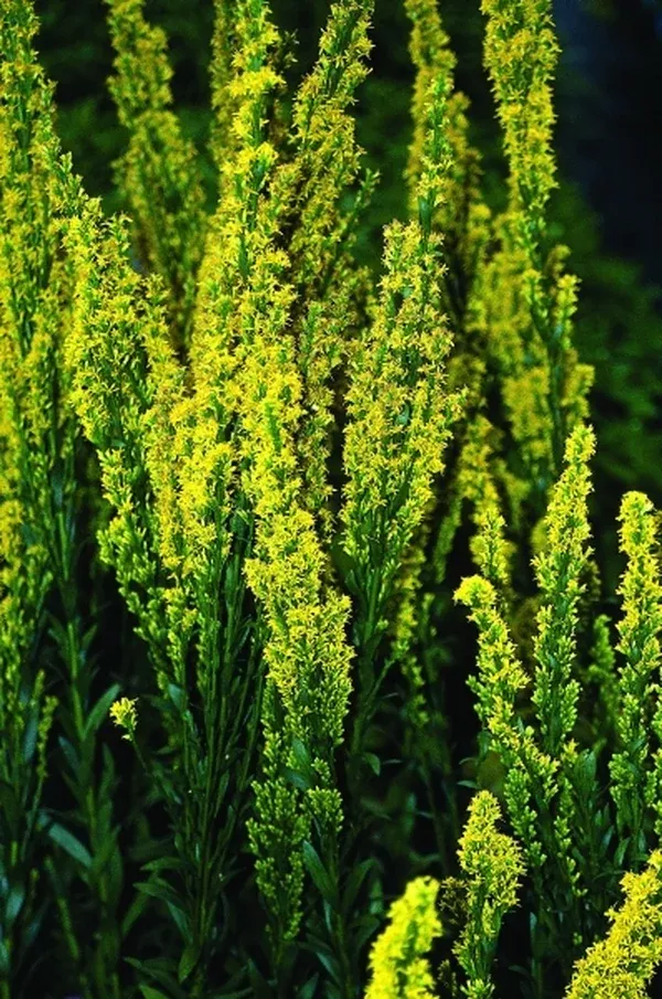 Solidago stricta