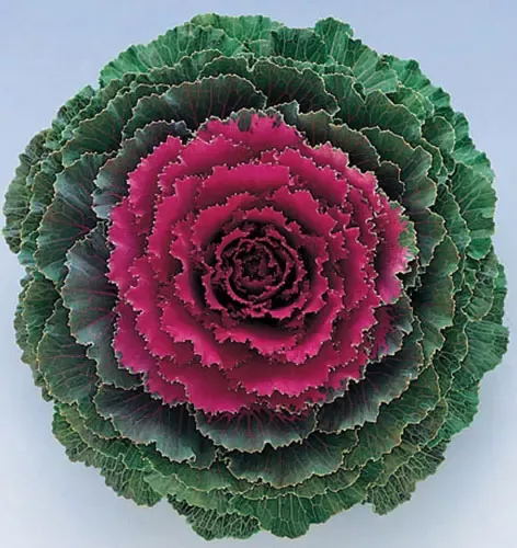 Songbird Red Flowering Kale