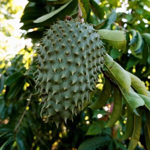 Soursop