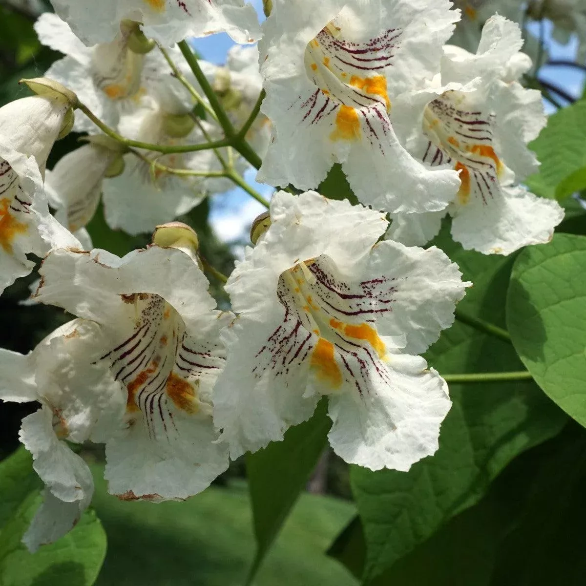 Southern Catalpa