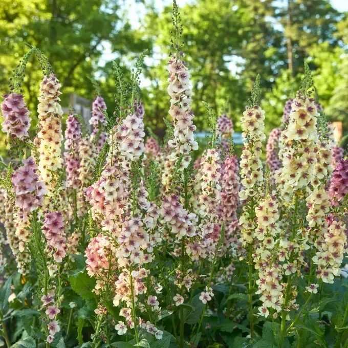 Southern Charm Mullein