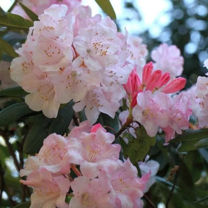 Southgate Breeze™ Rhododendron