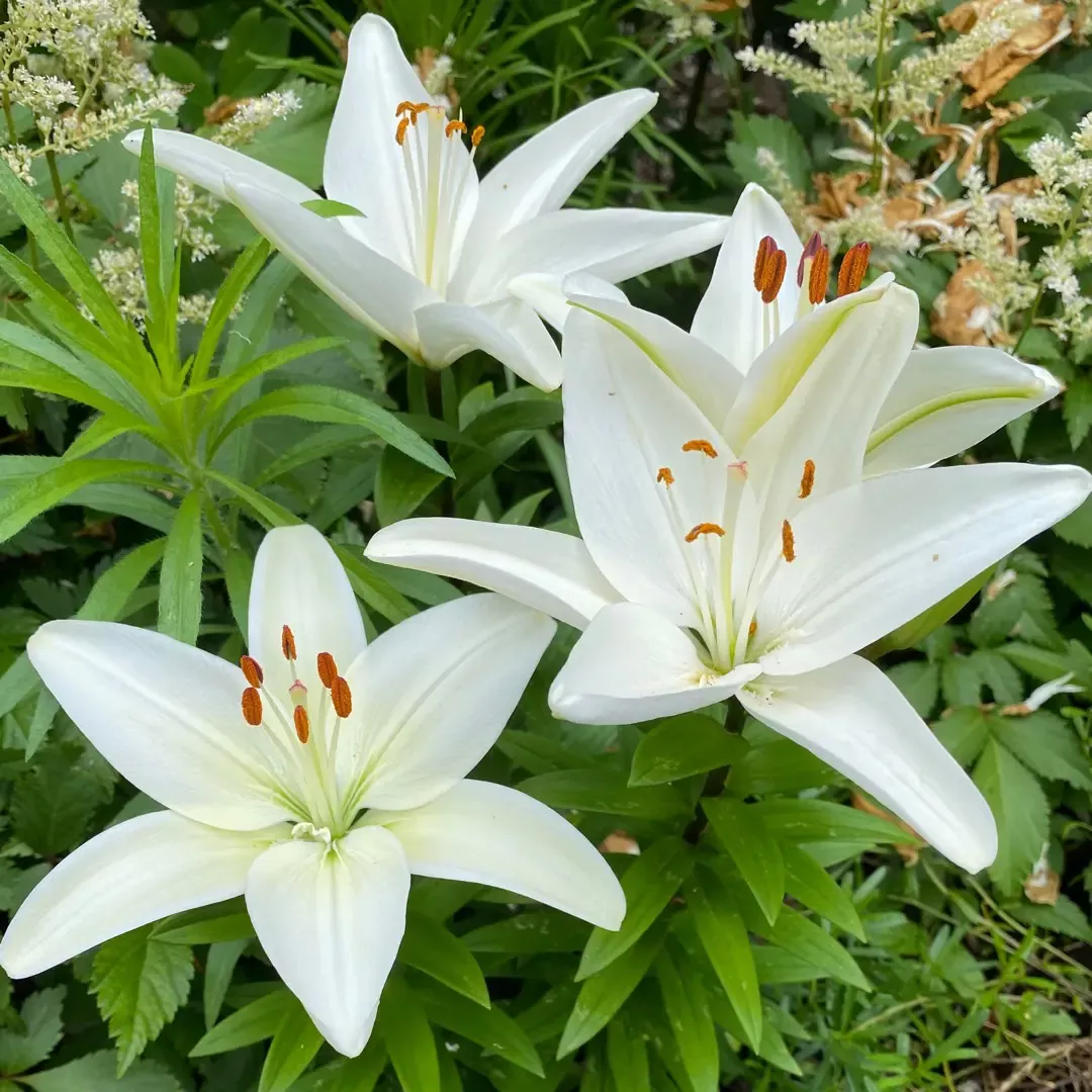 Sparkling White Asiatic Lily