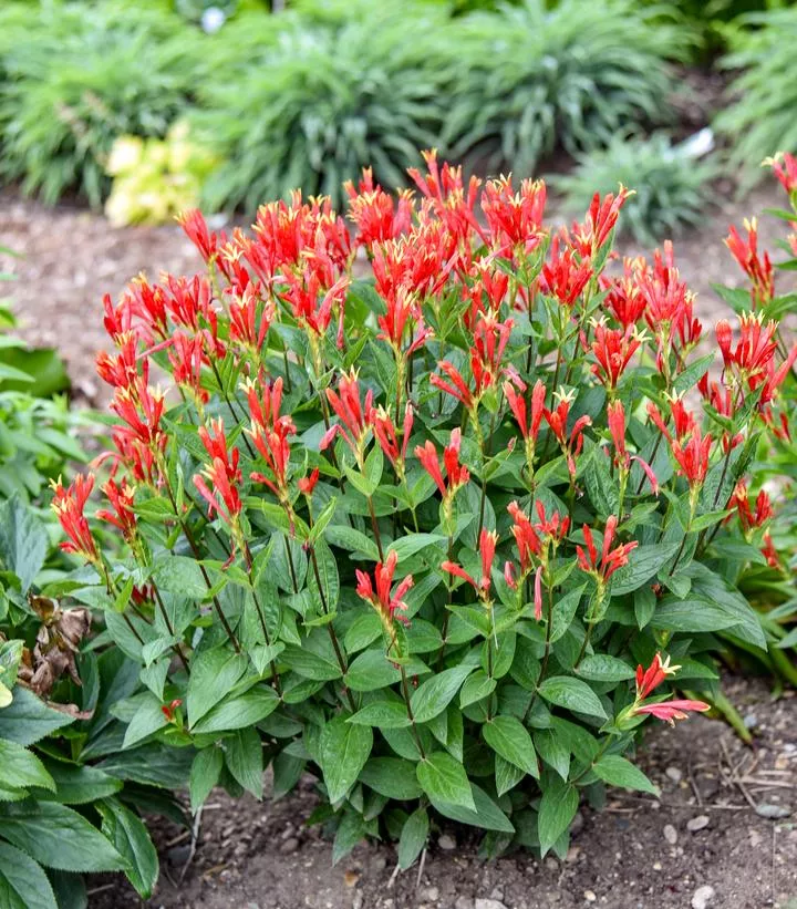 Spigelia Marilandica `Orange Slices`