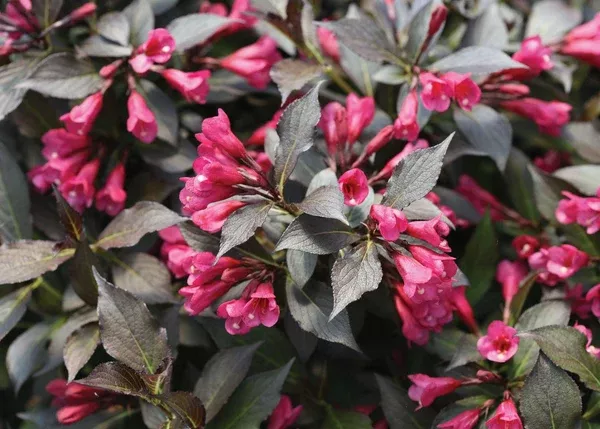 Spilled Wine Old Fashioned Weigela PW