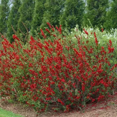 Spitfire Flowering Quince