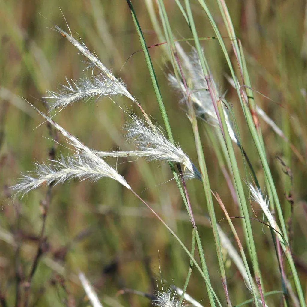Splitbeard Bluestem