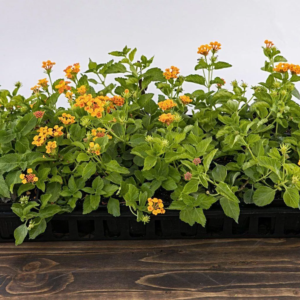 Spreading Sunset Lantana