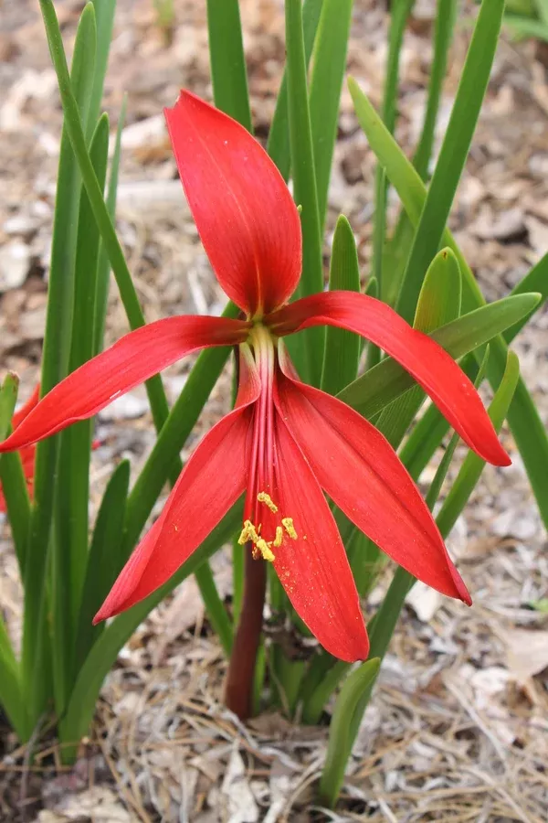 Sprekelia formosissima