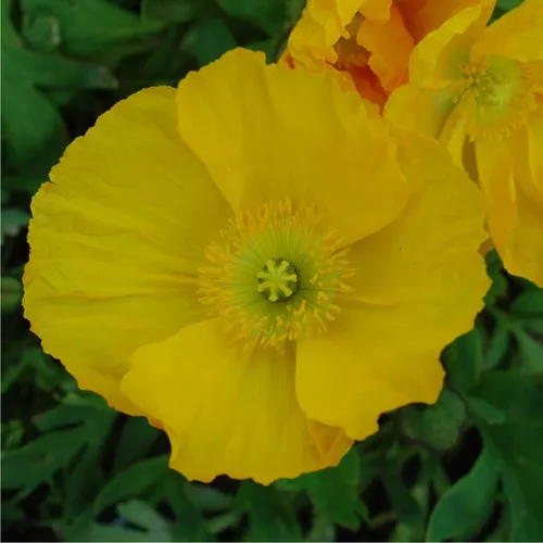 Spring Fever Yellow Iceland Poppy