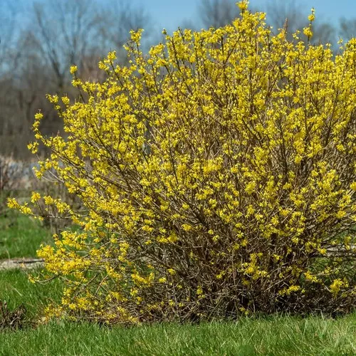 Spring Fling Forsythia