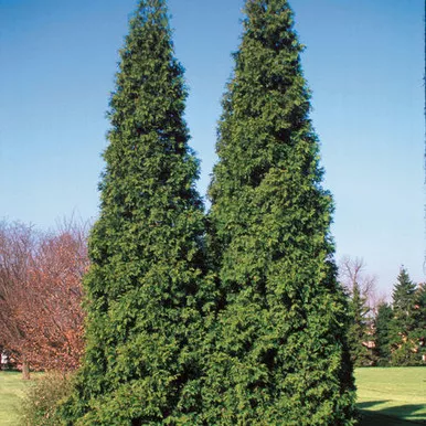 Spring Grove Giant Cedar