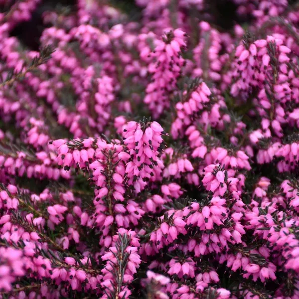 Spring Heath - Kramer's Red