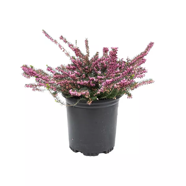 Spring Heath - Springwood Pink
