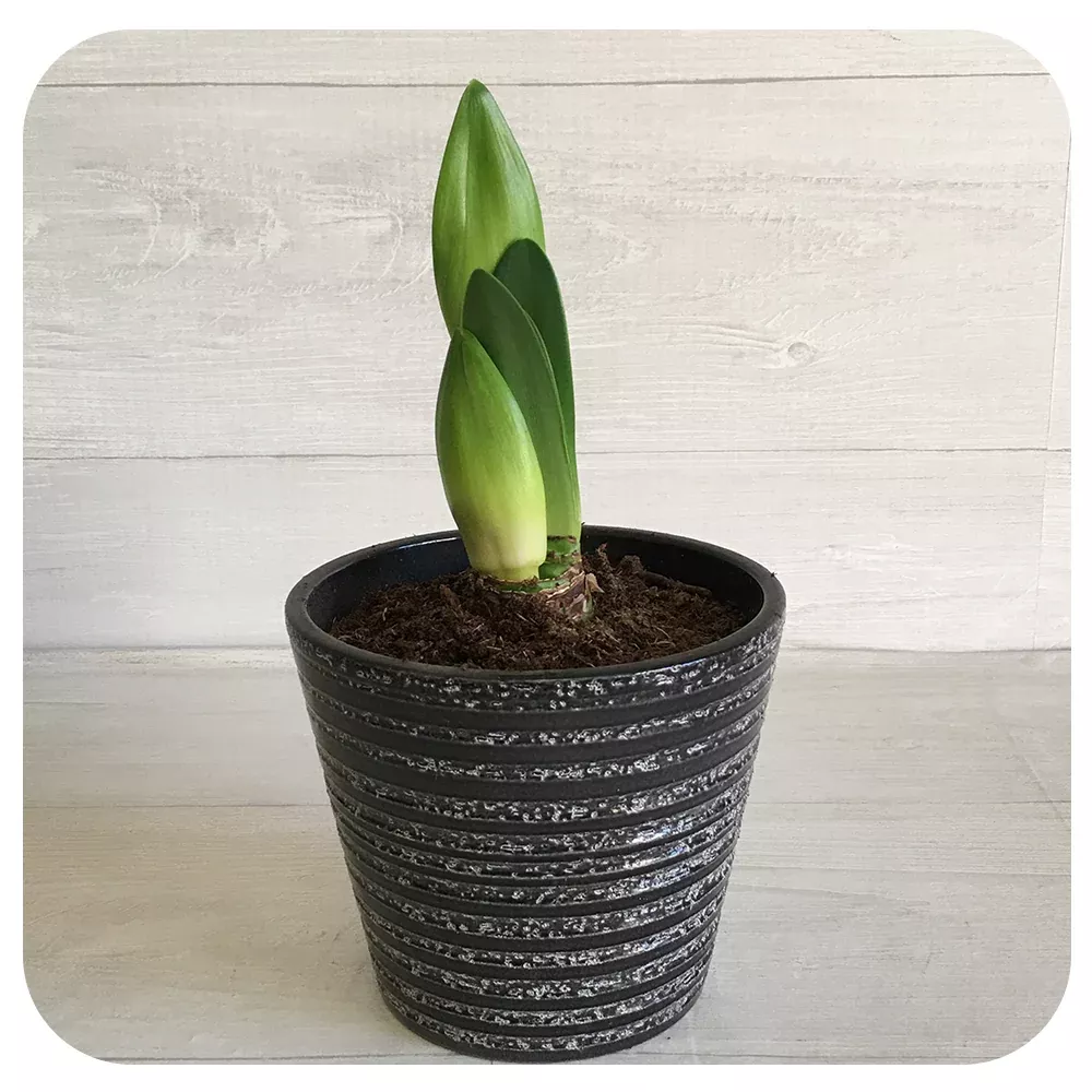 Sprouted Amaryllis (Multi-bloom)