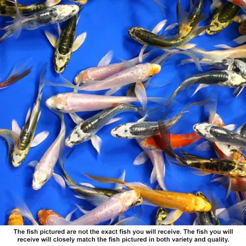 Standard Grade Butterfly Koi 3-4 inches - 10 Fish
