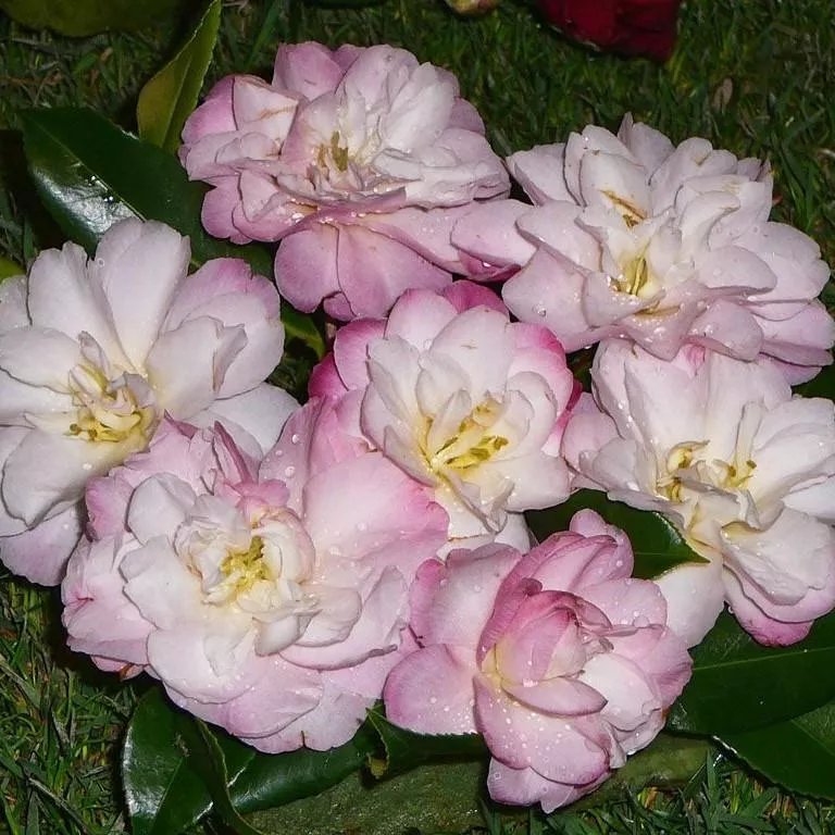 Star Above Star Camellia