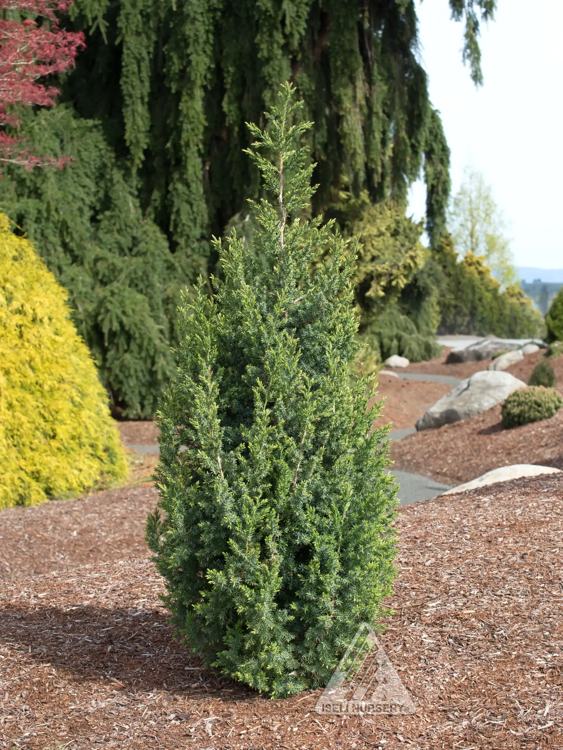 Star Power Juniper