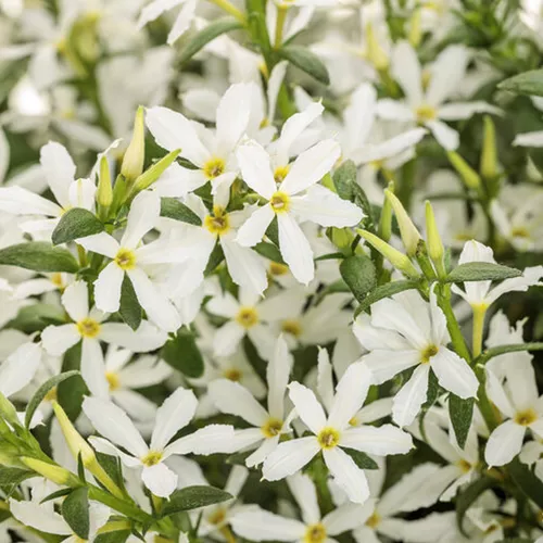 Stardiva White Fan Flower