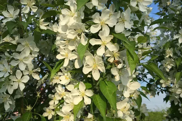Starlite Crabapple
